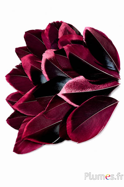 Pluimenblaadjes - 5-8 cm x 3-4 cm - bordeaux-zwart